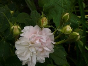 Agatha incarnata (Schmid)