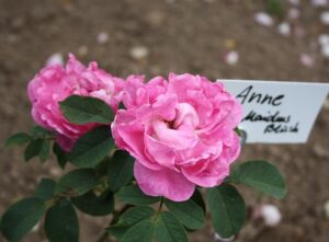 Anne