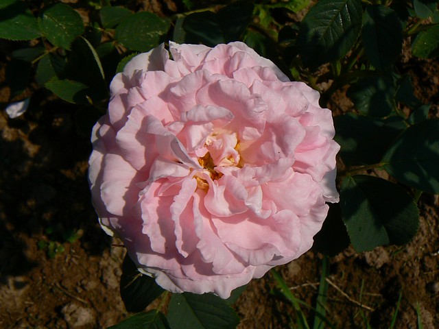 Kucha-Rose