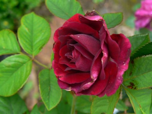 Monsieur Ernest Dupré Rosenpark Reinhausen