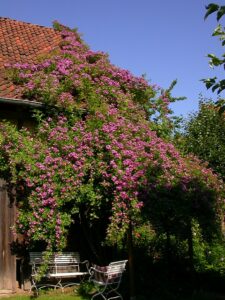 Veilchenblau