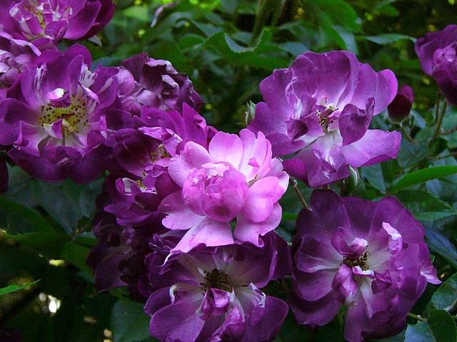 Detailaufnahme der Blüten von Veilchenblau