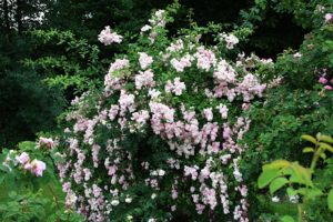 Rose Witzenhausen Habitus