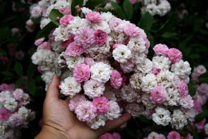 Rose Witzenhausen Blütentraube mit wandelbaren Farben