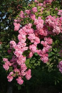 Rose Witzenhausen Blütentraube