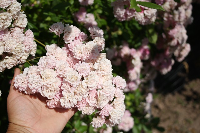 Blütentraube der Rose Witzenhausen